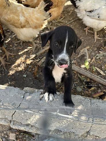 vehsi itler: 2 ay, Ünvandan götürmə — 5