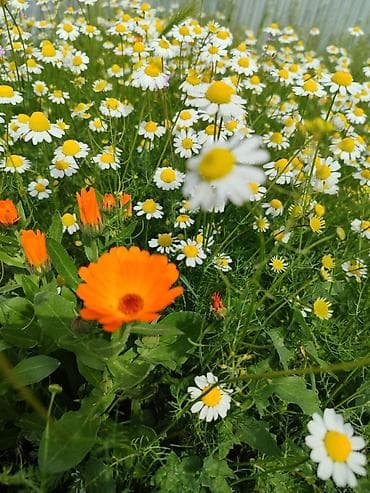 anbardan: İş axtarıram. Xanimam 26 yaşım var. Orta ixtisas kollec - Bank işi — 1