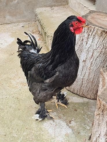 Toyuq, Brama, Damazlıq