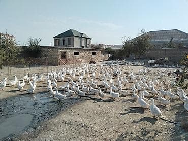 Salam tam saqlam saxlamaliq ve keskilik Pekin cinsi etdik ordekler