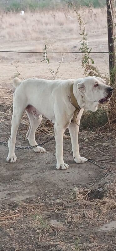 i̇tlər afcarka: Alabay, 3 il, Erkek, Peyvəndli, Ödənişli çatdırılma — 1