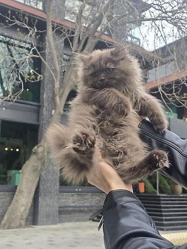 Шотландская длинношерстная, Самец, В добрые руки, Самовывоз — 1