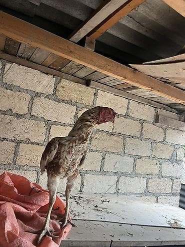 oğlan it adları: Xoruz, Heyratı, il: <1 — 2