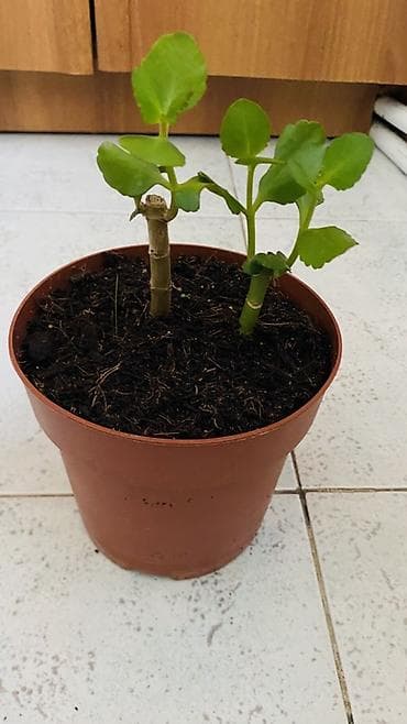 kalanxoye bitkisi: Kalanxoe (Kalanchoe blossfeldiana) – saksı bitkisi - Rəngli, çoxlu — 10