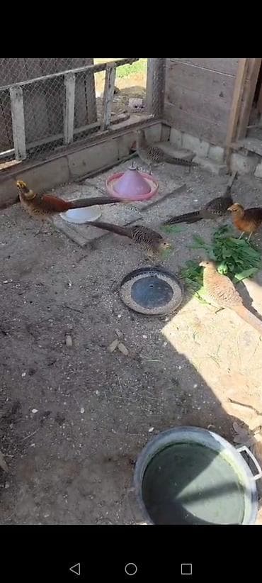 Qizili qirqovullar 10 ayligdilar 7 disi 7 erkek cutu 150m.Masalli