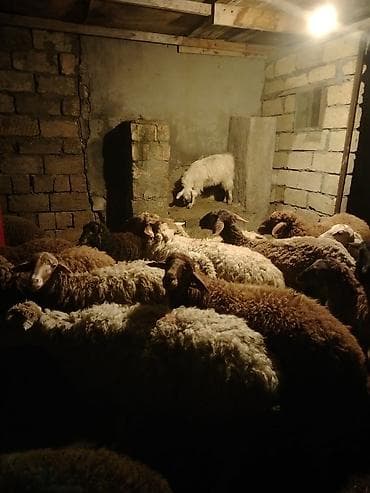 Keçi əti: Salam hər kəsə qurbanlıg quzular satılır hər çəkidə var 12kqnan 25kq — 4