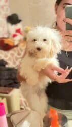 qiz it adlari: Maltipu dişi 4 aylıq.Sağlam,oynaq baladır.tualet tərbiyəsi var.istəyən — 2