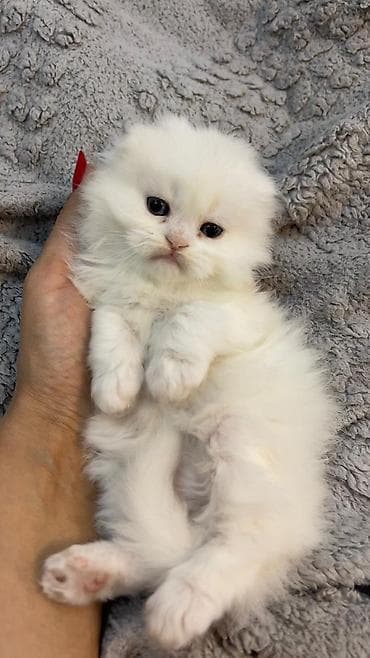 тап аз кошки: Шотландская длинношерстная — 7