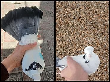 qus yuvasi satisi: Goy boyun goy guyruq erkeydi tam saglam qizgindi eyaqi papislidi cidi — 1