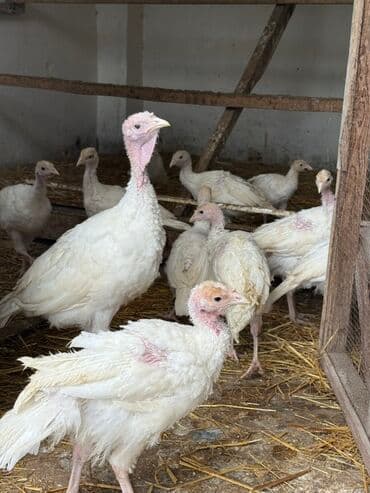 cins ineklerin qiymeti: Ağ hinduşka sürüsü (yerli təsərrüfatdan) Yumurtası 2 azn Savrolp sort — 3