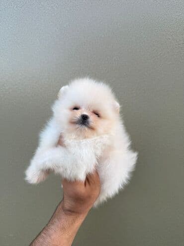 şotlan pişik: Şotland yastı qulaq, Erkək, Dişi, Yaxşı əllərə, Ünvandan götürmə, Pulsuz çatdırılma, Ödənişli çatdırılma — 57