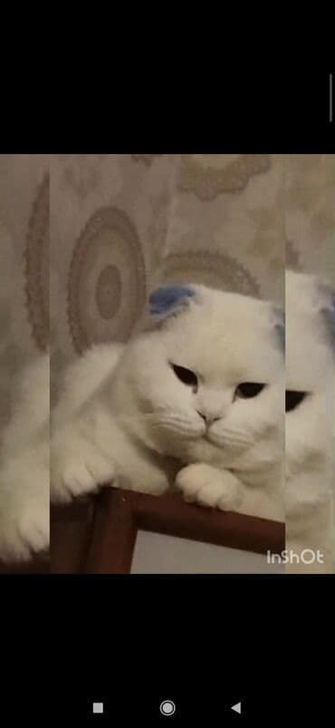 ag pisik qiymeti: Şotland, Erkək, Ünvandan götürmə — 4