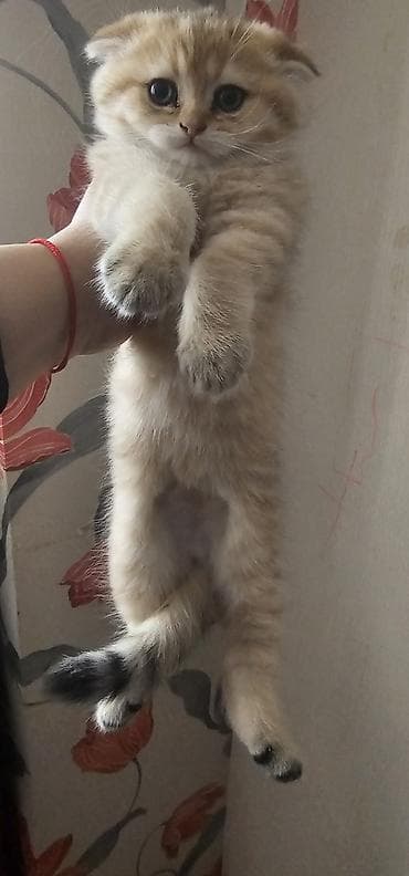 ev itlerinin satisi: Şotland, Erkək, Yaxşı əllərə, Ünvandan götürmə, Ödənişli çatdırılma — 4