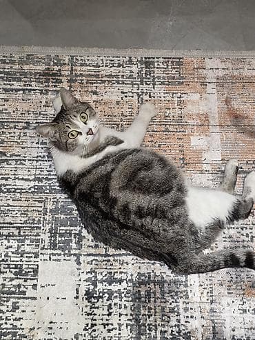 Dişi, Ödənişli çatdırılma