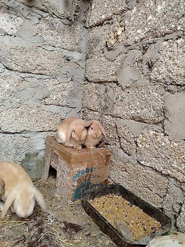 sirin it sekilleri: Cins: Dekorativ miniatür dovşan (ev heyvanı) Rəng: Krem-bej tonları — 7