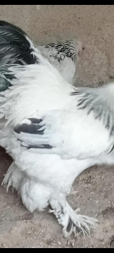 Satılır: Ağ-qara rəngli brahma xoruzu 9 aya kecib damazliqdr — 2