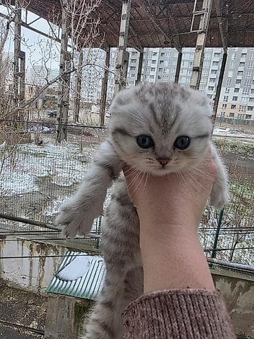 pulsuz pişik: Britan, Erkək, Dişi — 2