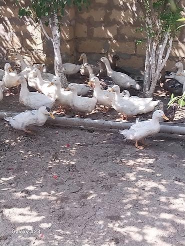 danisan qus: Salab lökbatan qızıldaş puta qəsəbəsi sürü halında satlır sağlam — 7