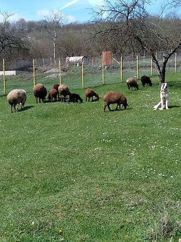 cucə və xoruz təmsil: Qoyun sürüsü – ət və yun istiqaməti - Növ: yerli qoyunlar (ağ — 2
