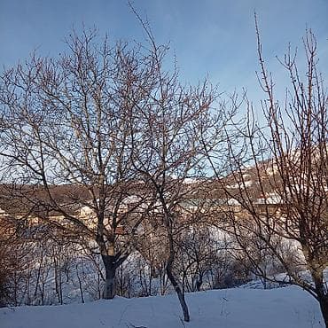 torpaq yeri: Tikinti, Mülkiyyətçi, Kupça (Çıxarış) — 4