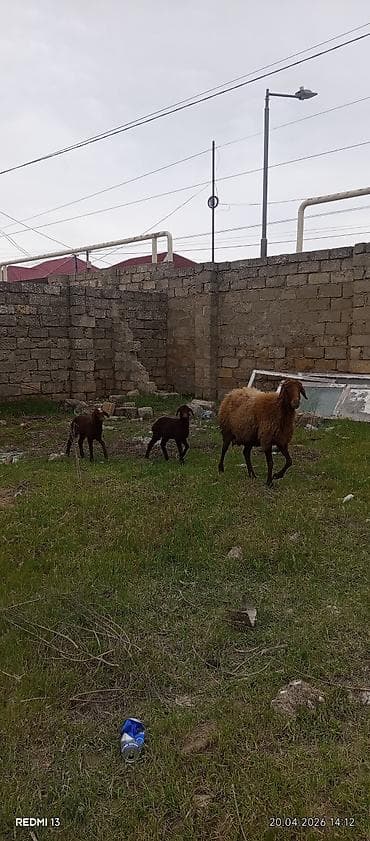 Bir ana iki bala quzular dişidi ÜNVAN BAKI şəhəri buzovna