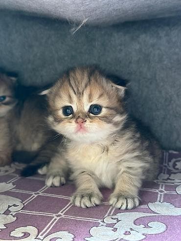 van pişik: Britan şinşilla tipli balaca pişik balaları - Cins: Britan şinşilla — 4