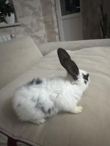 Mal-qara: Ev dovşanı – xallı, uzunqulaq miniatür - Cins/type: dekorativ ev — 3