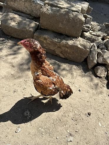 С/х животные и товары: Salam. Heyrati fərə satılır sağlam 8,9 aylıq fərədi isdəyən buyursun — 4