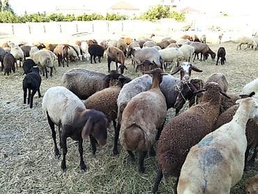 С/х животные и товары: Qoyun sürüsü – qarışıq rəng və tiplər - Böyük sayda baş heyvan — 1