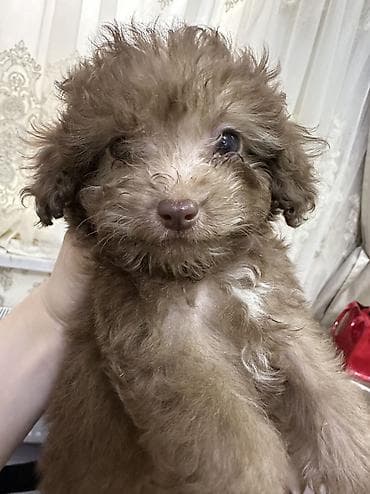 meymunun qiymeti: Pudel, 2 ay, Erkek, Peyvəndli, Ünvandan götürmə, Ödənişli çatdırılma — 7
