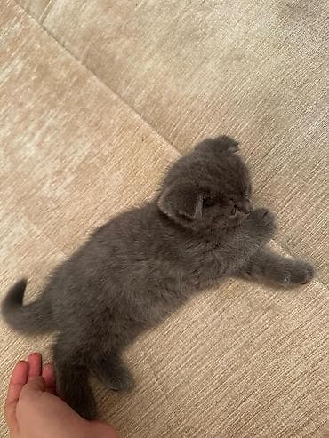 pişik daşıma: Britan — 3