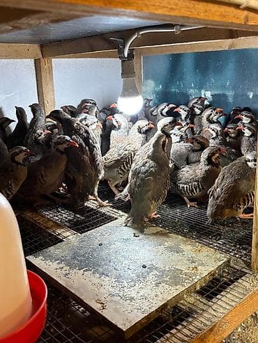 qu qusu sekilleri: Məhsul: Dağ kekliyi (Alectoris chukar) – sürü halında Təsvir: - — 4