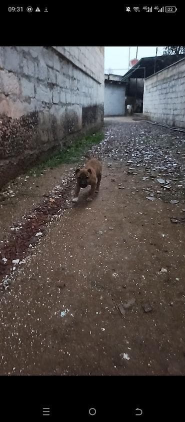 Pitbul, 3 ay, Dişi, Ünvandan götürmə