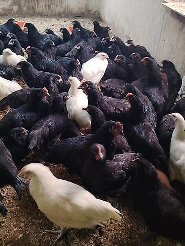 eşey satışı: Toyuq, Damazlıq — 6