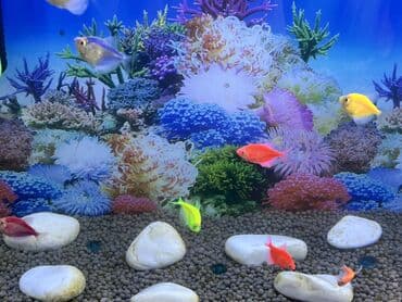 akvarium bitkileri: Balıqlarla birlikdə, 1 l, Ödənişli çatdırılma — 2