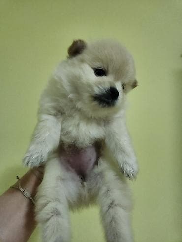albay itleri: Şpitz, 2 ay, Dişi — 1