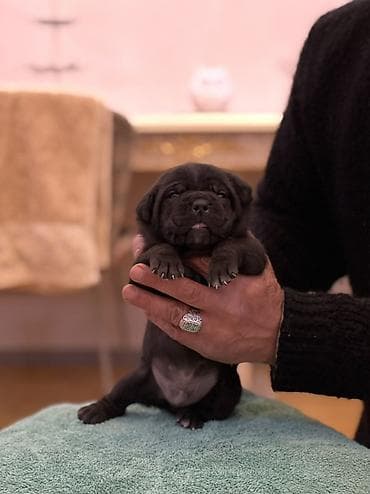 Kane-Korso, Peyvəndli