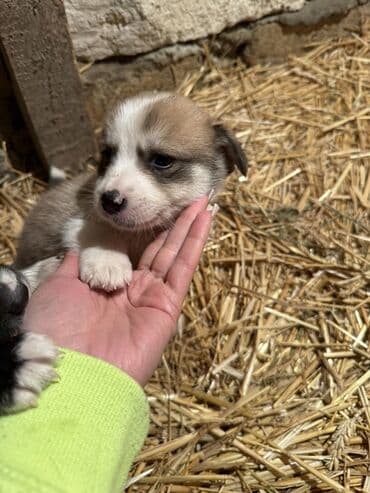 Toyota: 1 месяц — 6