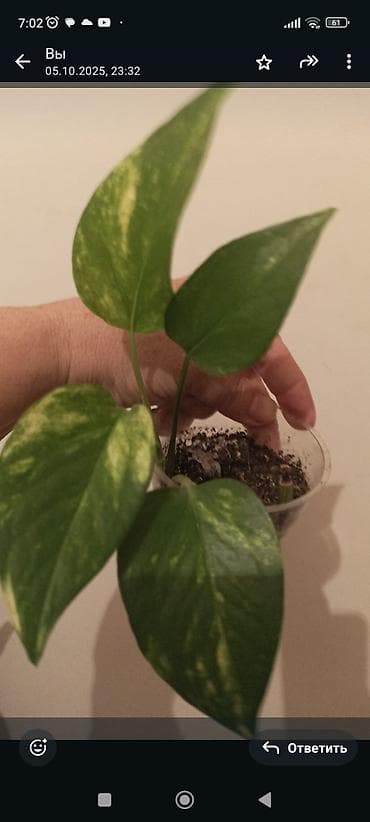 ev gulleri ve adları: Otaq bitkiləri kolleksiyası – şirəli və asan qulluq tələb edən növlər — 3