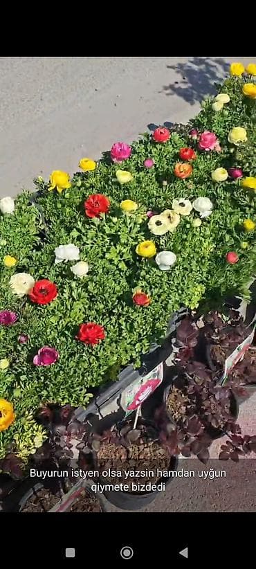 esger sekilleri: Rəngarəng bəzək gülləri və dekorativ bitkilər – saksıda - Çeşidlər — 2