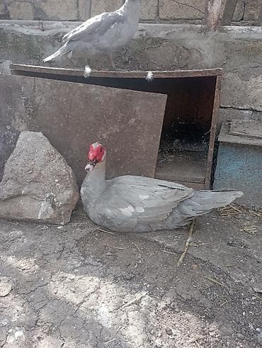 Индюшки: 1 illik aktiv lavanda erkeyi damazlıq. qiymet sondur — 4