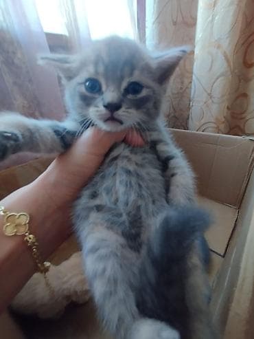 Məhsul: Balaca pişik balaları Təsvir: - Bir neçə balaca pişik balası — 3