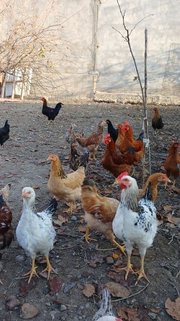 İtlər: Toyuqlar və xoruzlar satılır. Şəkillərdə iri və orta çəkili toyuq və — 7