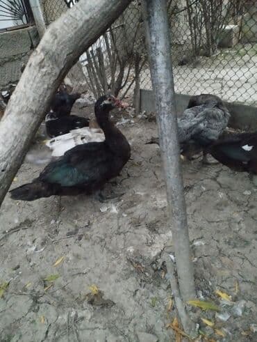 hind qusu: Muscovy ördəkləri (hind ördəyi) – müxtəlif rənglərdə - Rənglər — 5