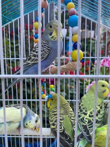 Opel: Məhəbbət quşları 18 azn. Fərqli rəngləri olur. Cüt alana endirim — 2