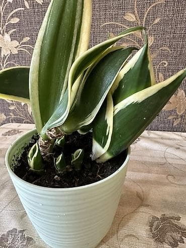 Комнатные растения: Sansevyera (Sansevieria) – variegat zolaqlı dekorativ otaq bitkisi - — 2