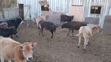 ən gözəl it adları: 8 𝙗𝙖𝙨̧ 𝙙𝙞𝙨̧𝙞 𝙙𝙖𝙣𝙖𝙙𝙞 — 1