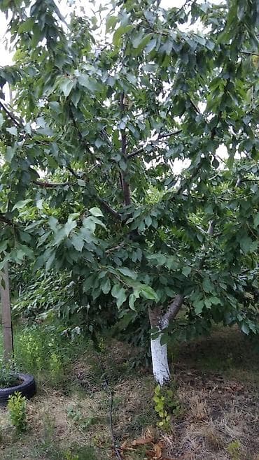 basavik satisi: 90 sot, Kənd təsərrüfatı, Mülkiyyətçi, Kupça (Çıxarış) — 9