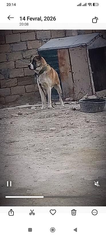 i̇t balası xaski: 1.yaş.9aylxd.55cəki.80.boy.fikri.cidi olan zəng elsin — 1