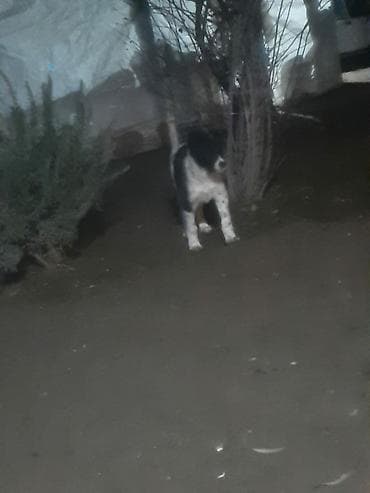 Salam it satılır erkeydi 4aylıqdı riyalı alıcı yazsın boş boş adamlar